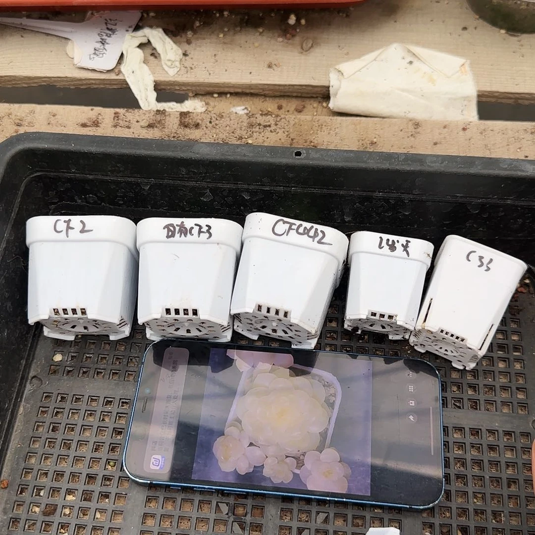 财富5品种盆满25包邮