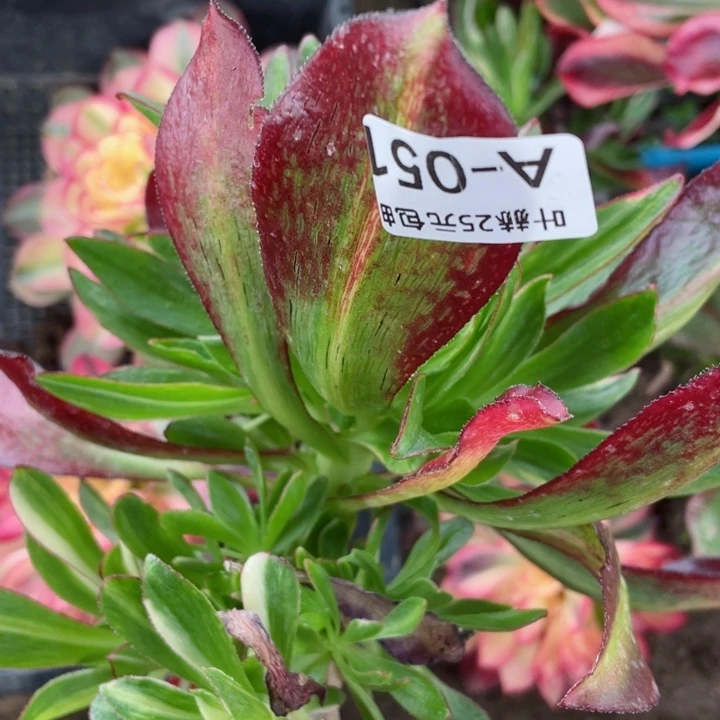 51魅影七彩嫁接多肉12345678