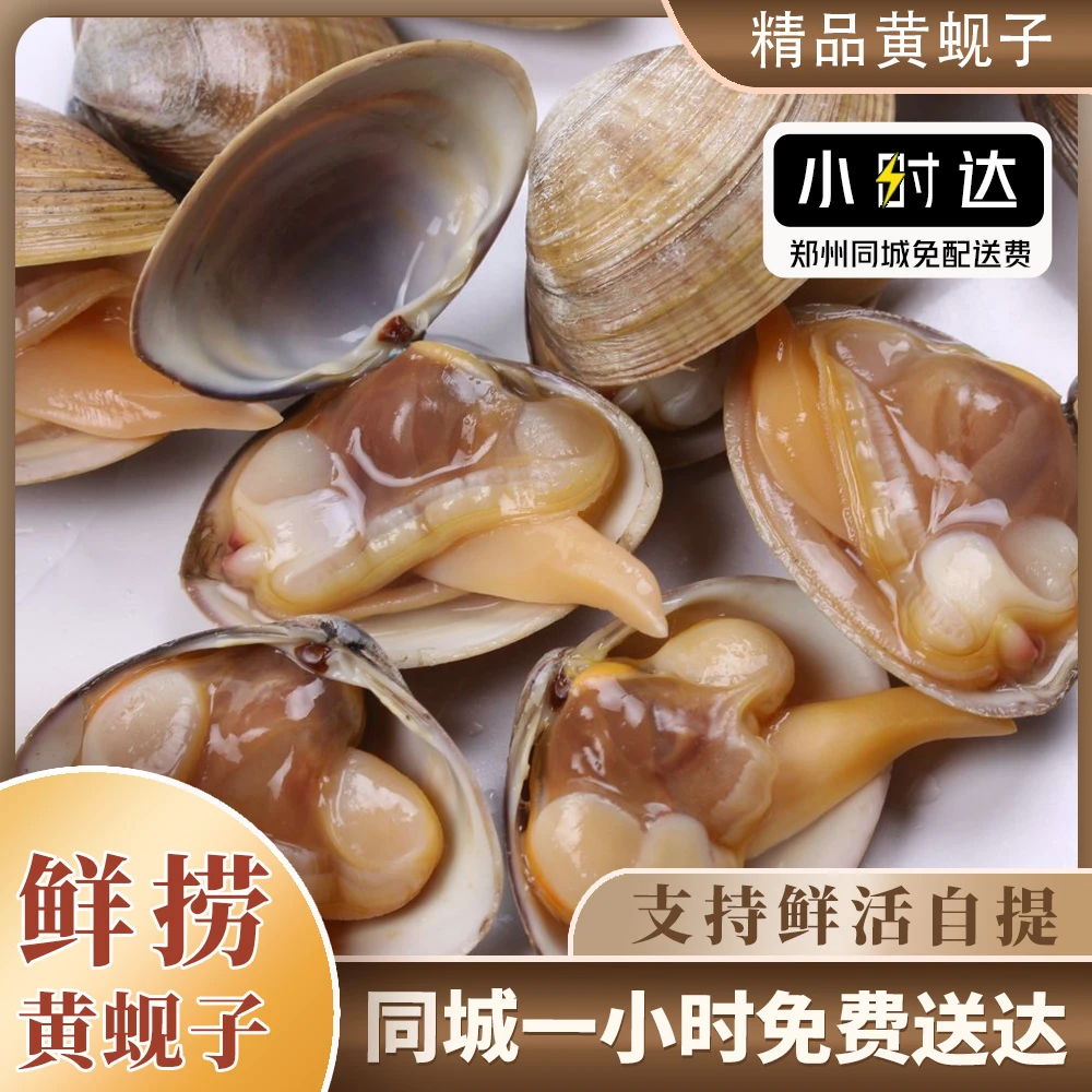 【源头天枼】野生鲜活无沙海鲜黄蚬子