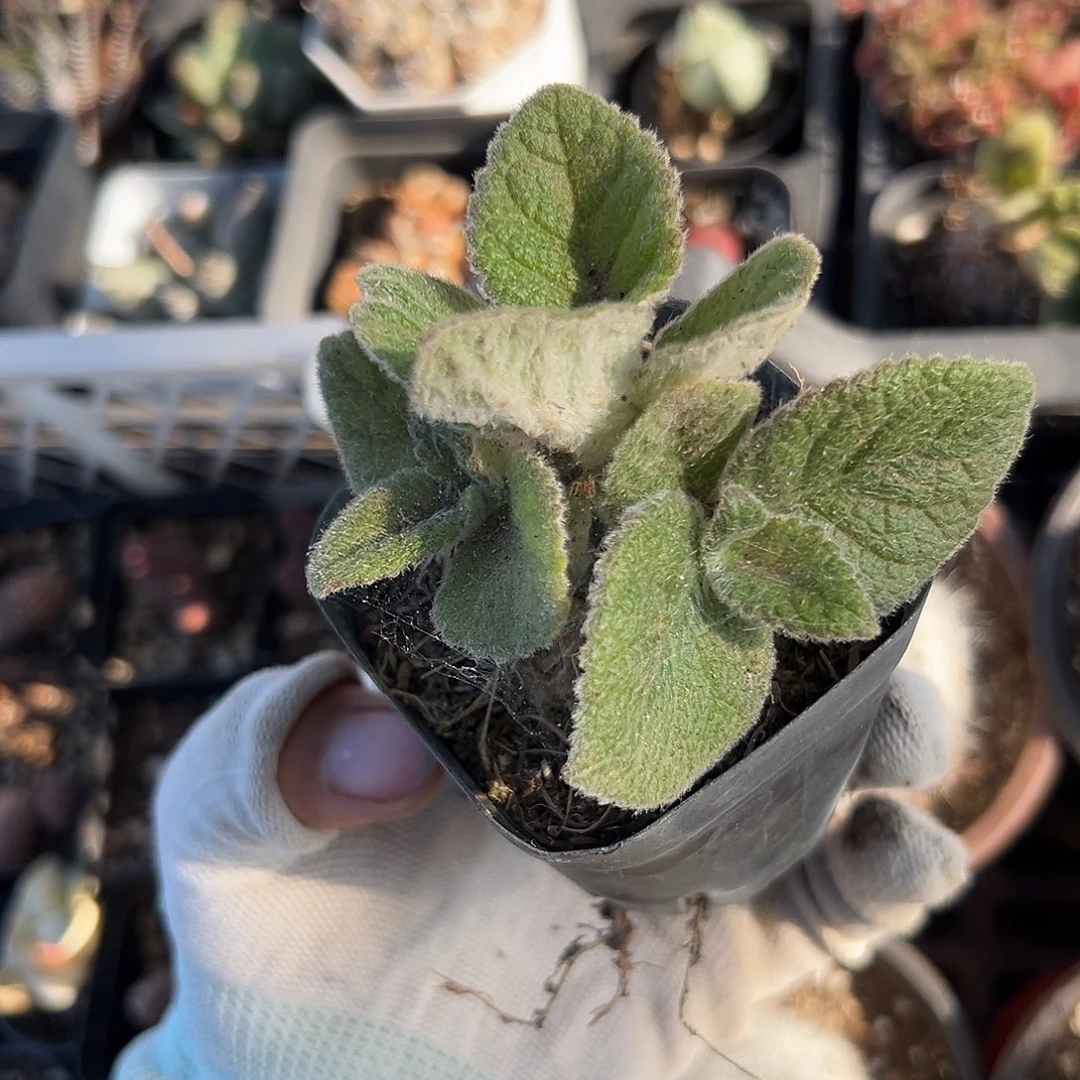 大叶王子夫妇哟哟哟哟哟哟哟哟