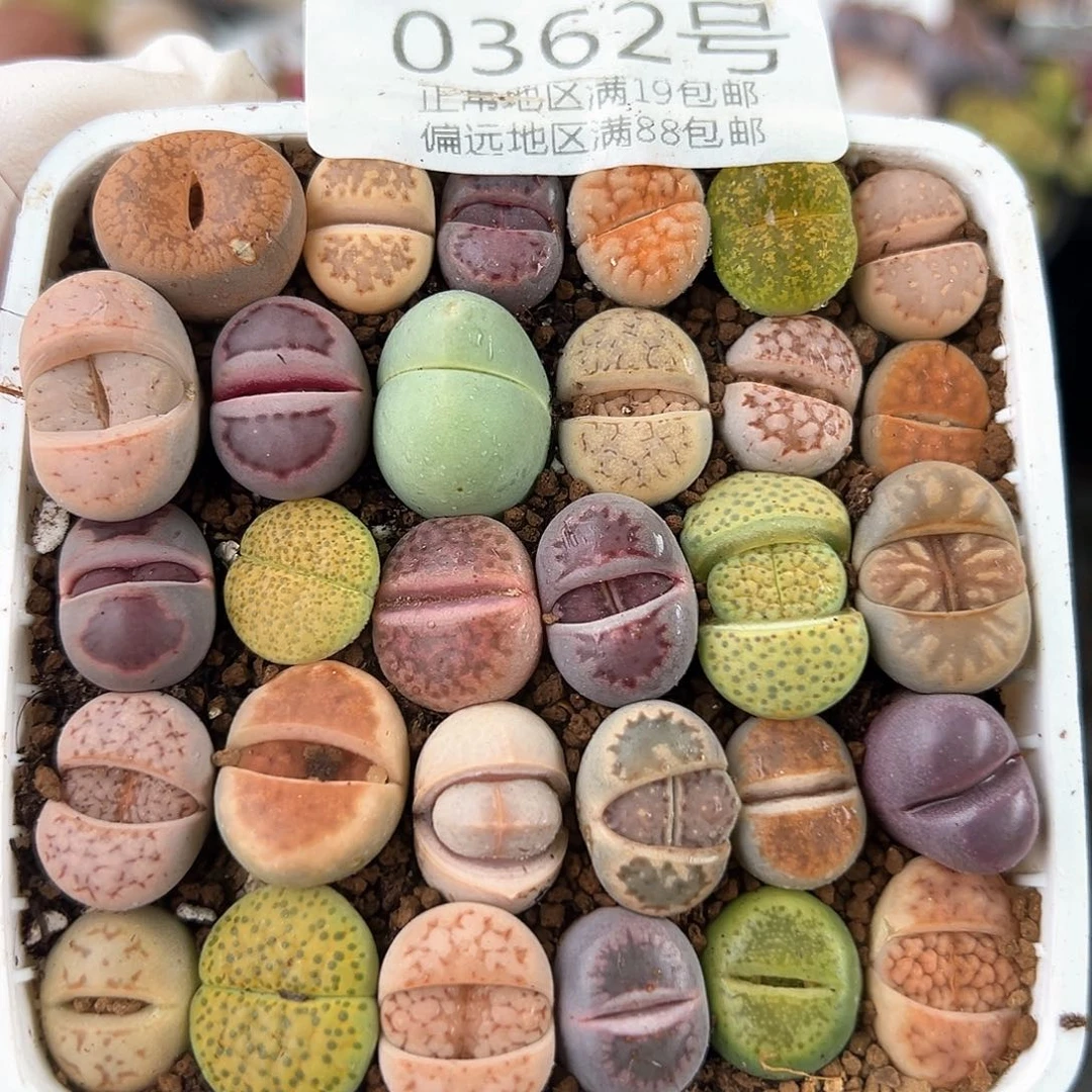 0362三年彩拼30颗1.3cn左右