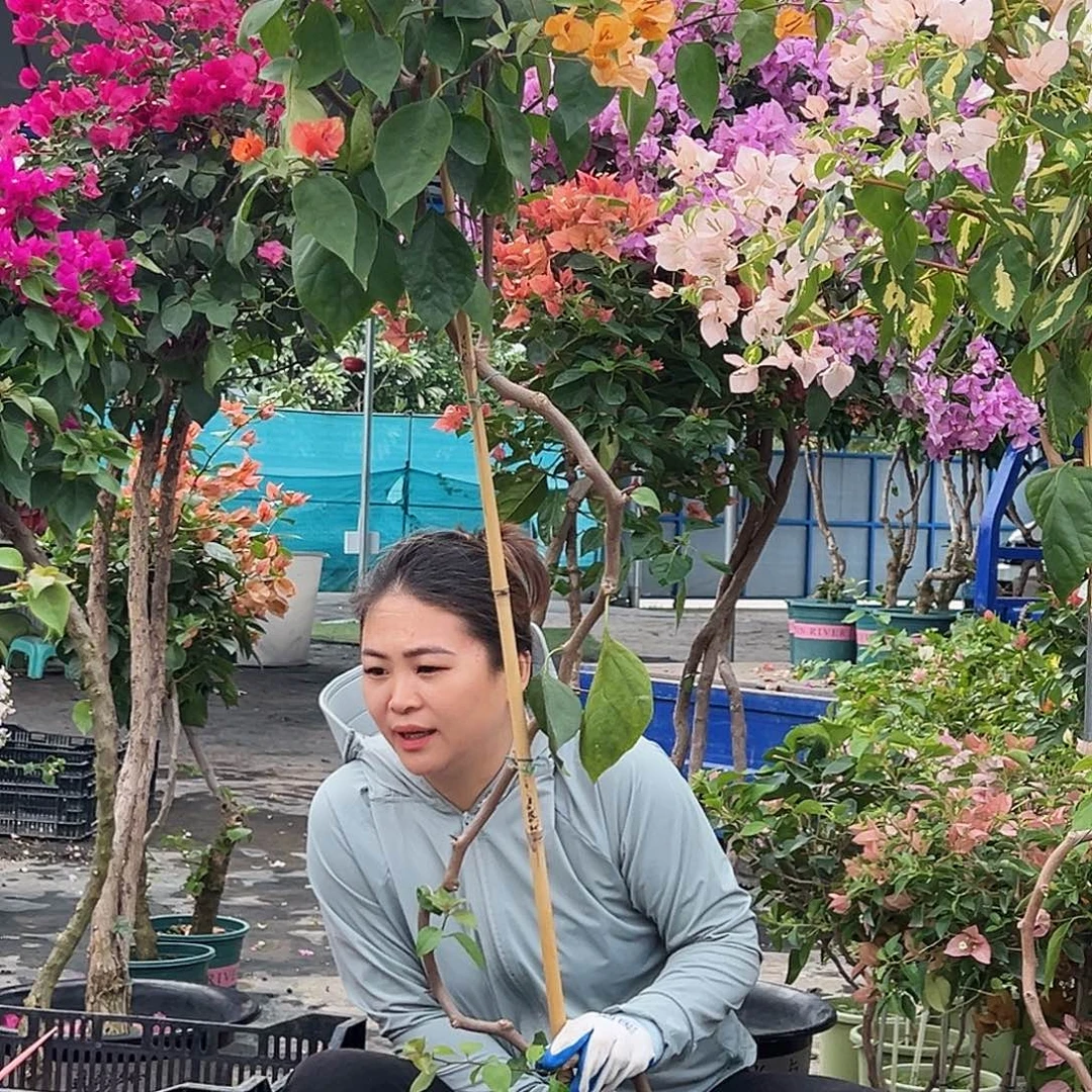 大***漠大部分花苞少量开放E52阿达纳