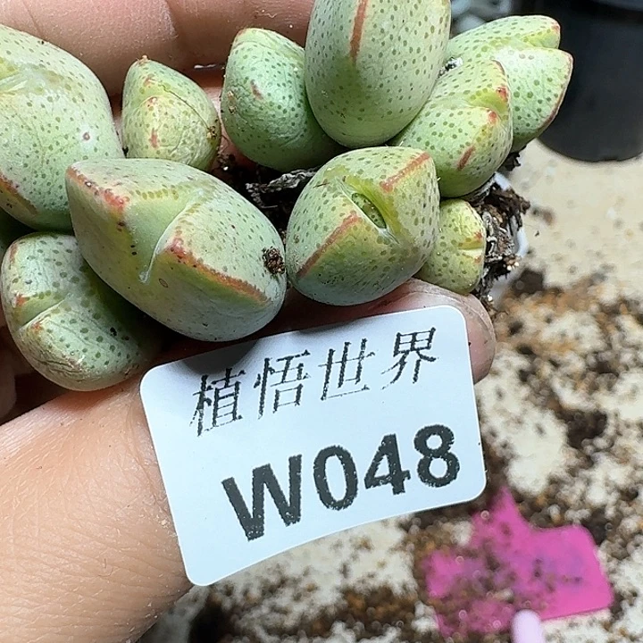 048号多肉植物哇f f