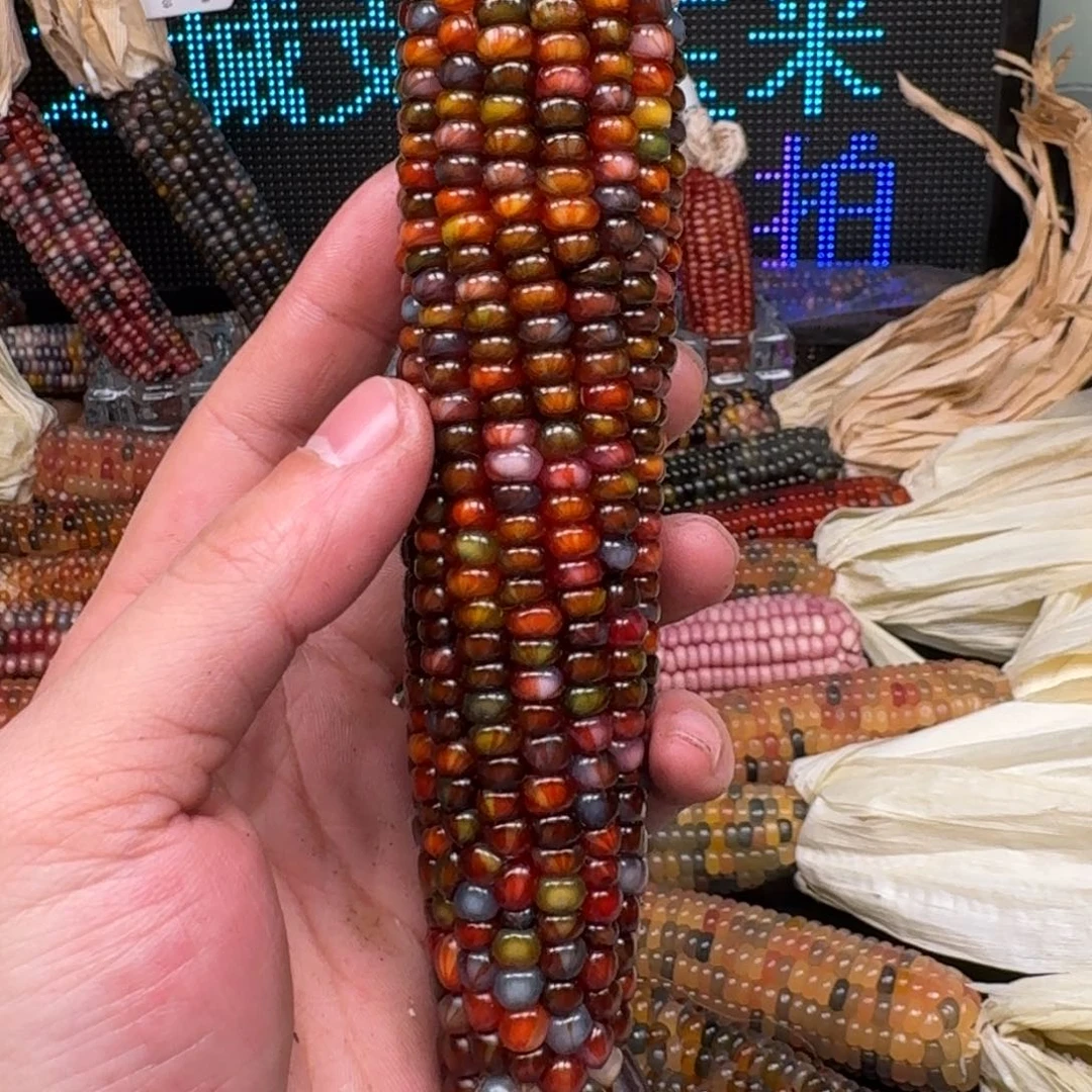 柏香籽/百香籽吊坠水****毛