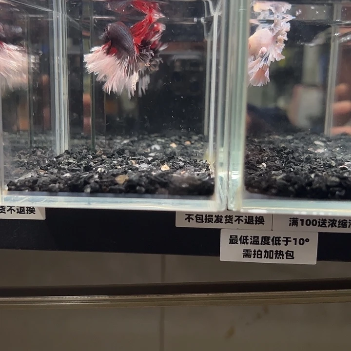 斗鱼竞拍跑单拉黑27日85+38