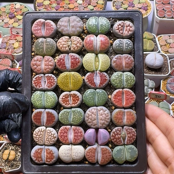 生石花裸根带盆带土        197