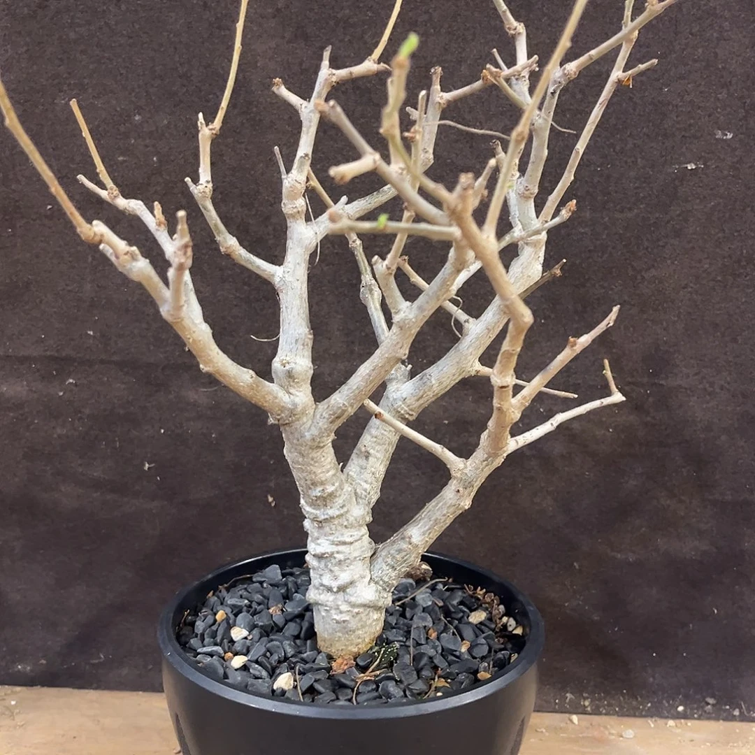 尼勒达乳香，潮流植物