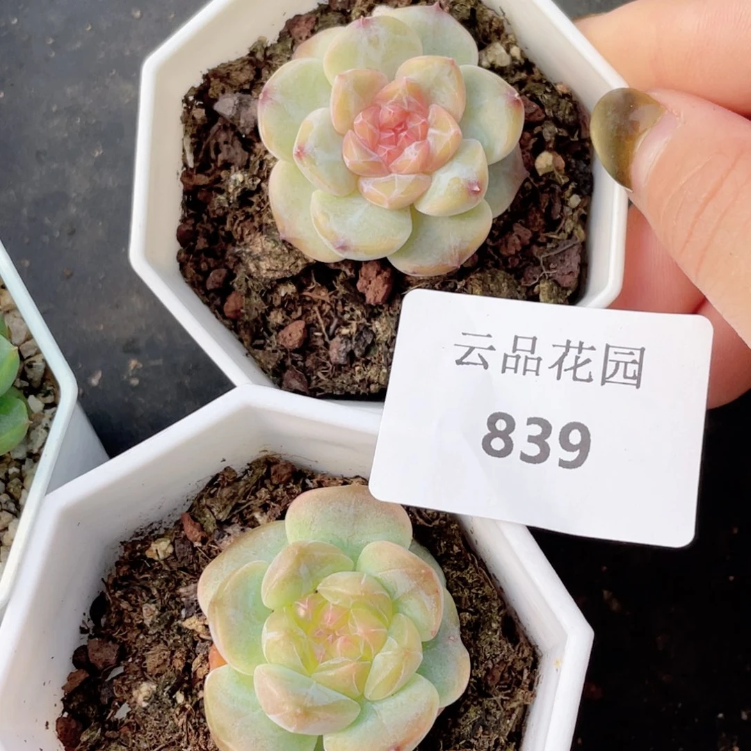 839号糖心冰心珍妮 组合2
