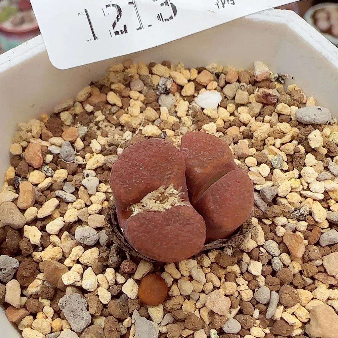 生石花满18包邮1213-71