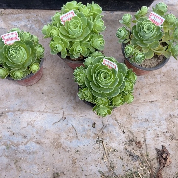 多肉植物小玉群95