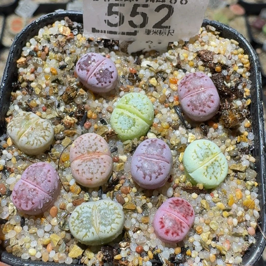 Ssss精品生石花552彩唇