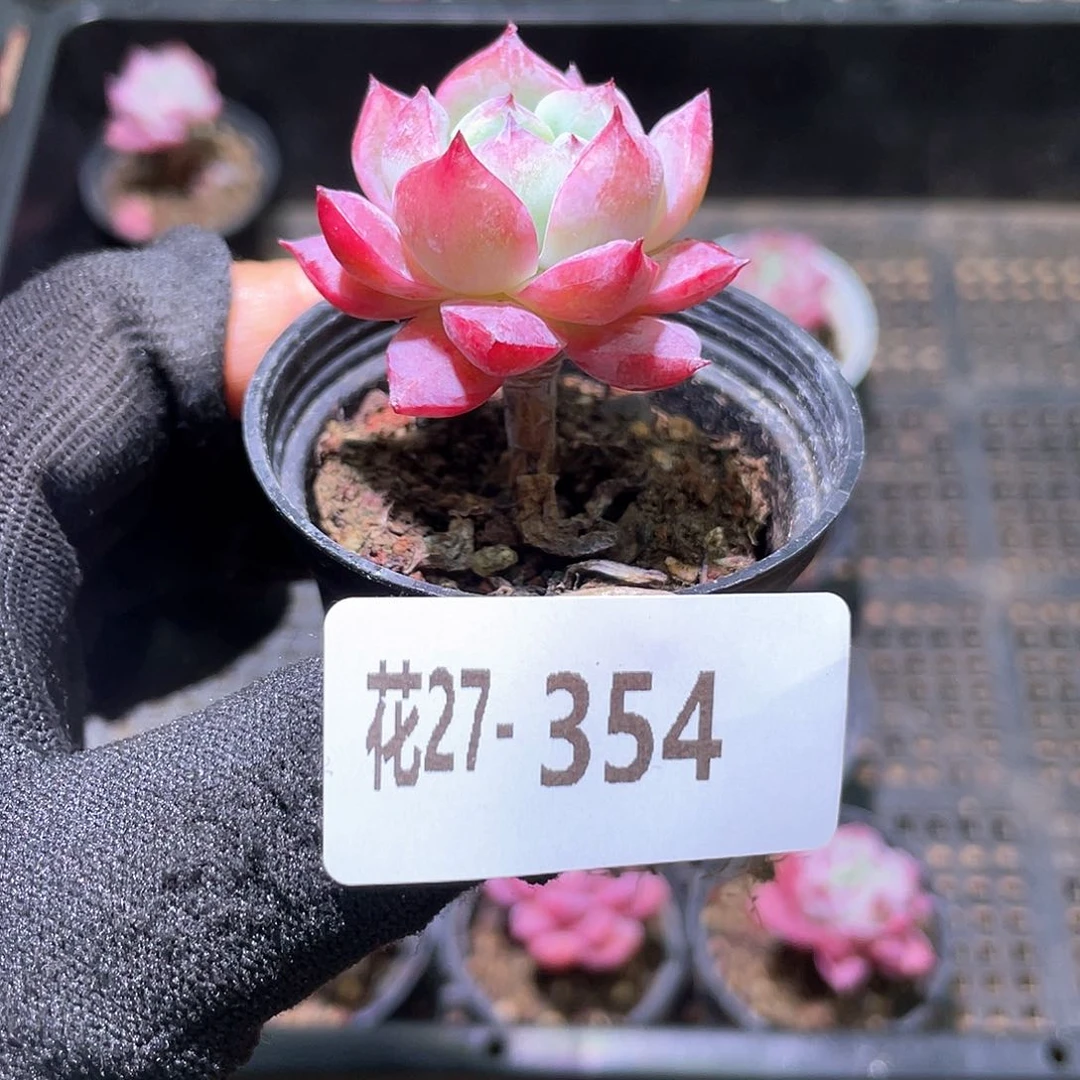 花利美27-354豆蔻