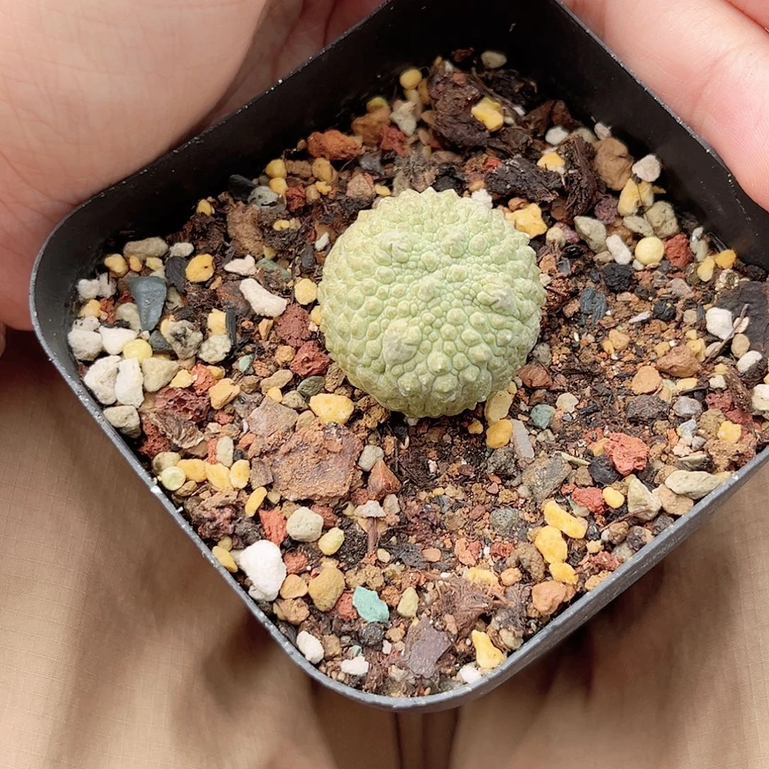 多肉植物荔枝纹凝蹄玉实生脱土