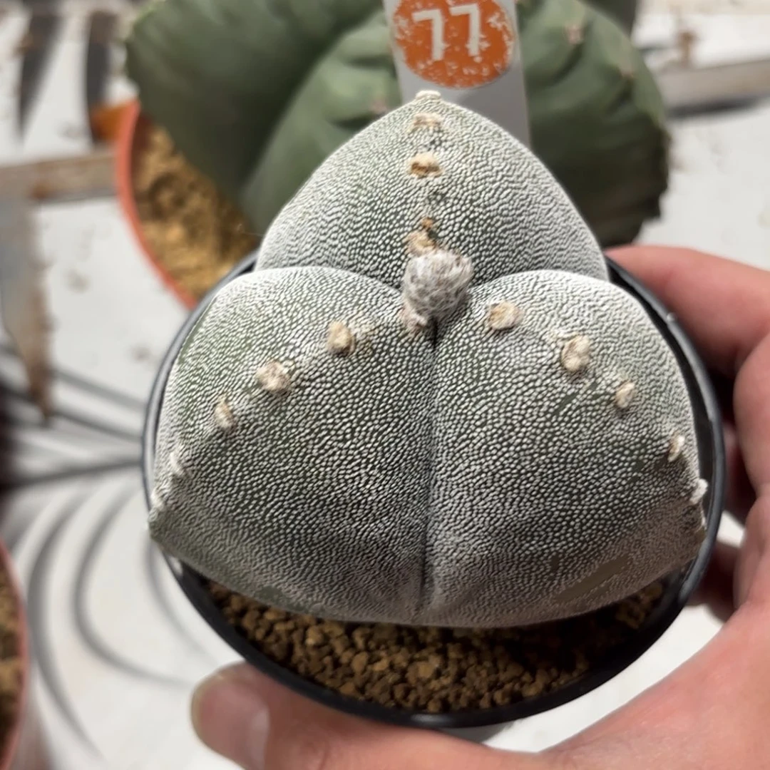 77实生三角鸾凤玉带盆带土发货