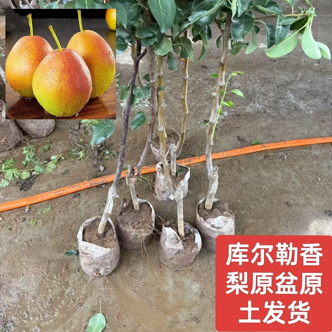 香梨嫁接梨树苗纯甜大果四季种植原盆原土耐旱果树耐寒当年结果