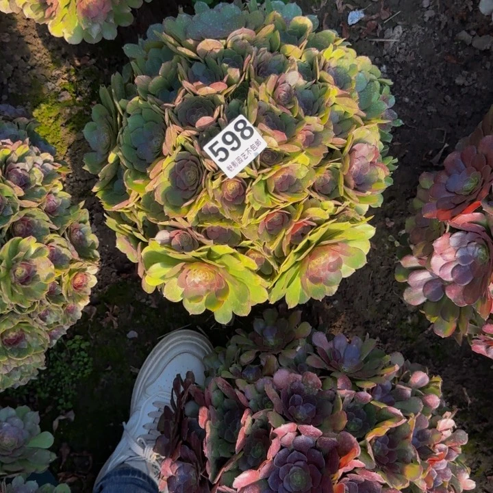 万圣节花27-35包邮花花