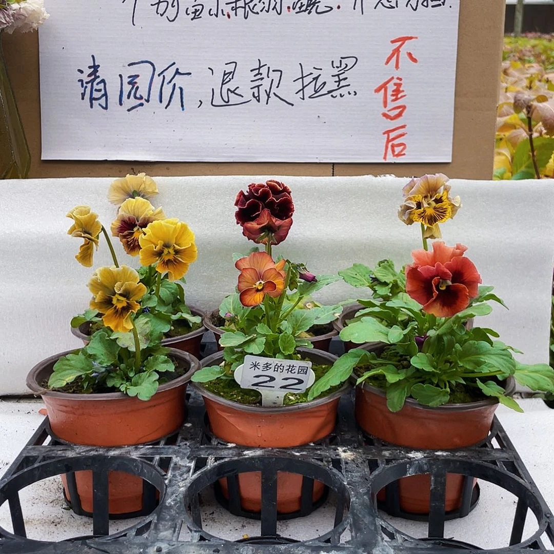 大部分花苞少量开放22