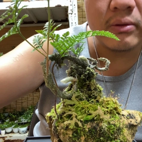 红陶一物一拍所见即所得56