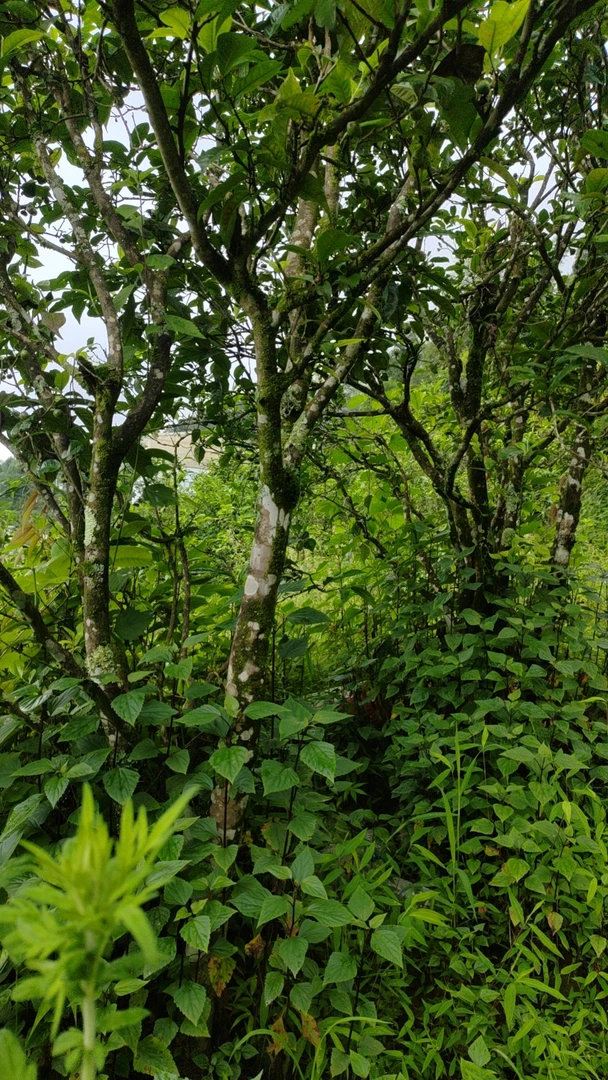 2024年磨烈古树秋散茶通用链接