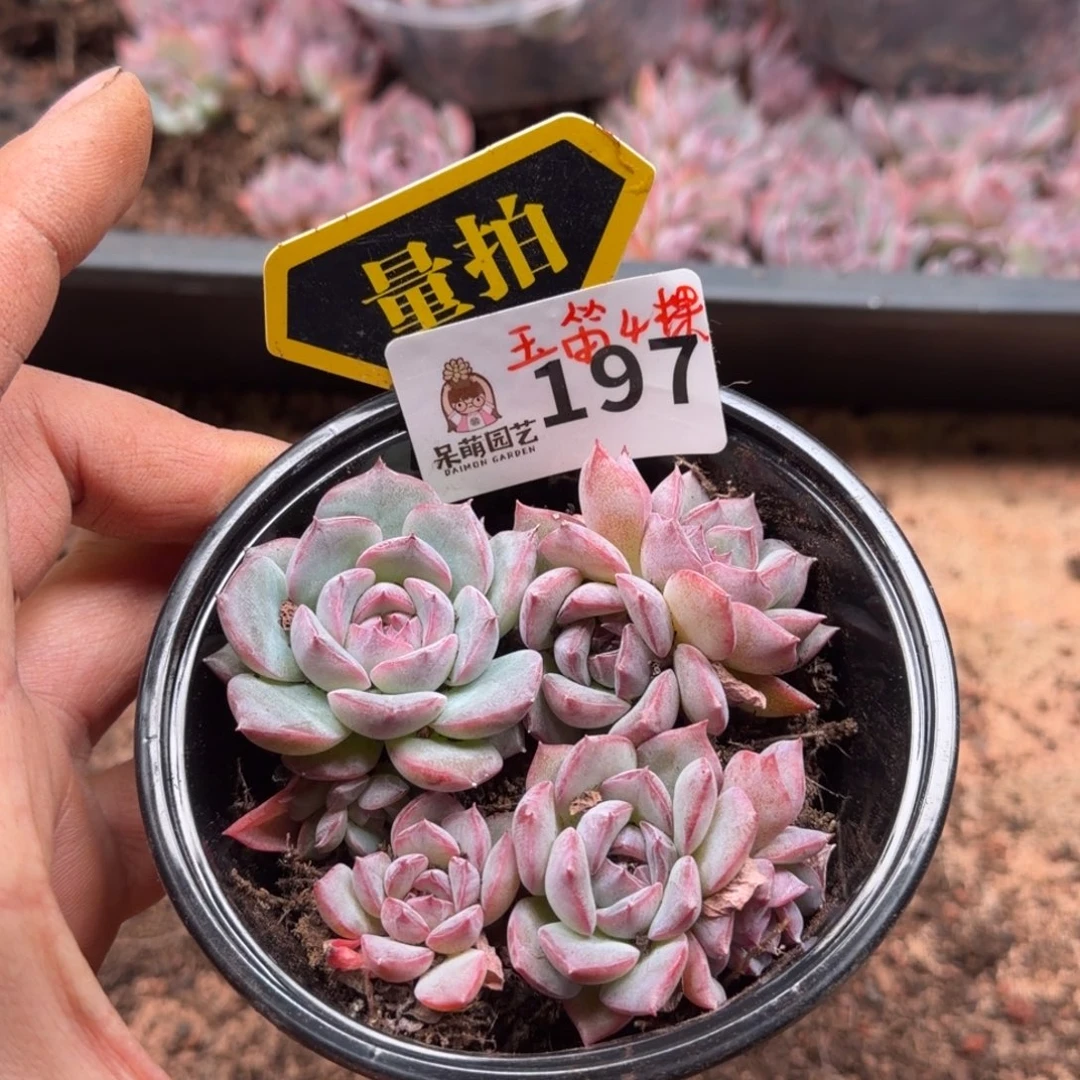 多肉植物多肉植物