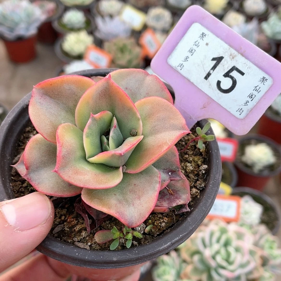 【闪购商品】15号的