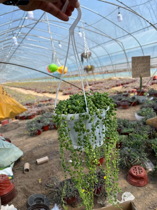 珍珠吊兰盆栽绿植情人泪佛珠室内好养垂吊植物紫玄月佛珠多肉吊兰