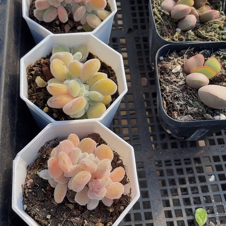 雪晃星缀化带盆土发