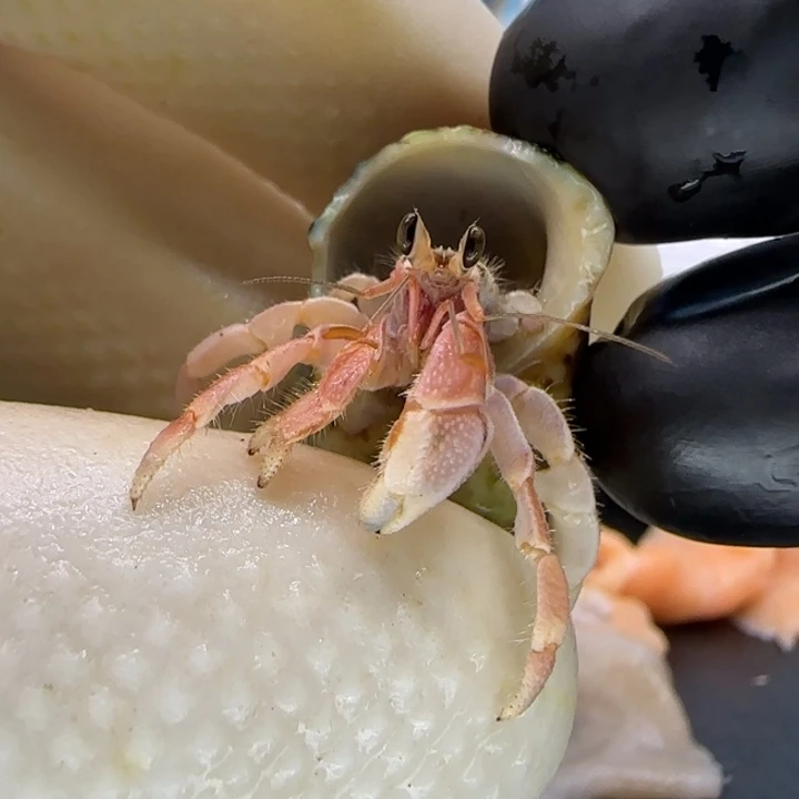 A40粉色 灰白鼻嘎