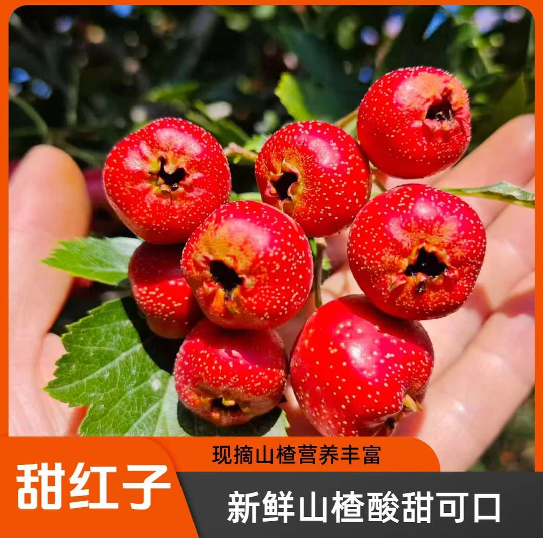 甜红子六分酸四分甜2025现摘现发产地直发【果形不大但好吃】