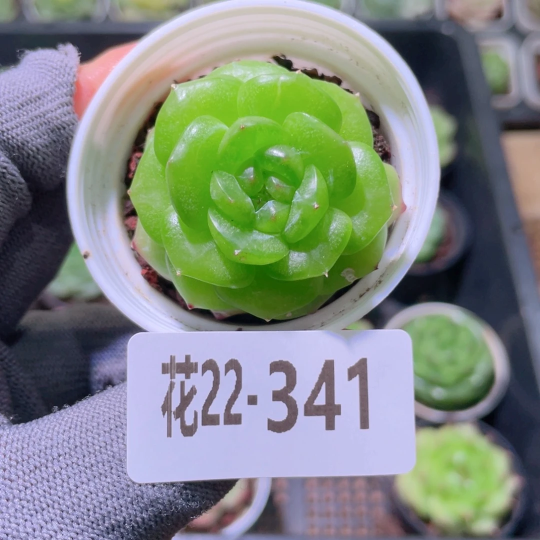 花利美22-341铂金叶微瑕