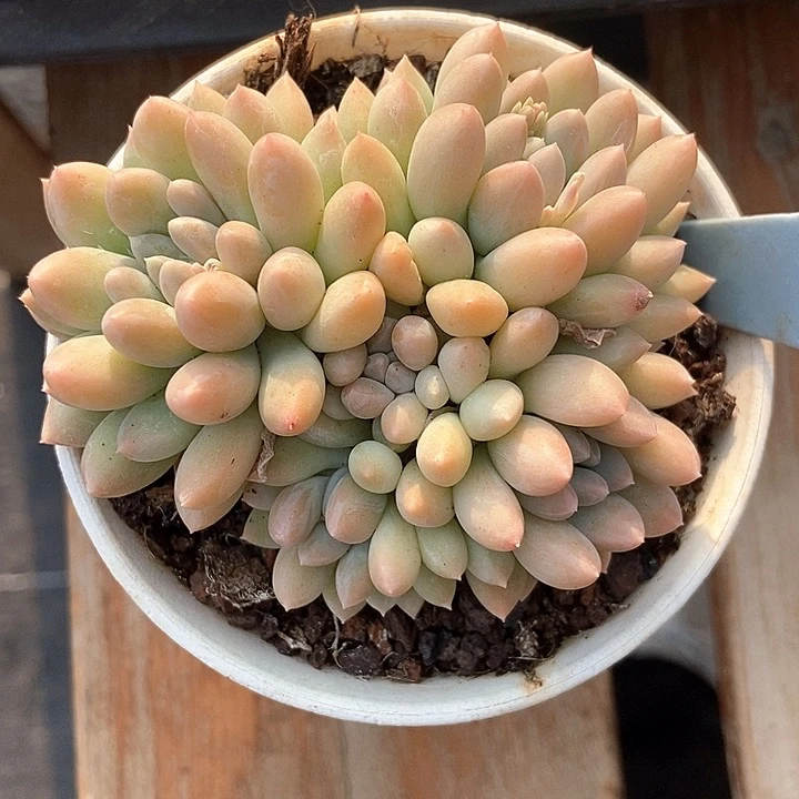 多肉植物奶糖1819