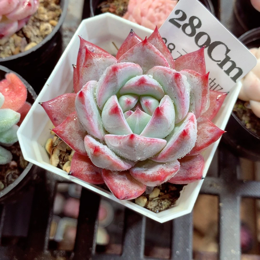 5厘米盆精控多肉280