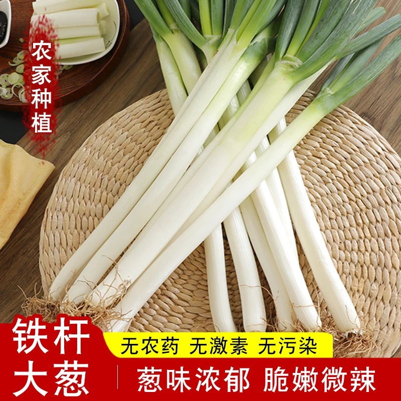 【特价抢五斤】山东铁杆大葱现挖现发新鲜大葱生鲜蔬菜长葱白去皮
