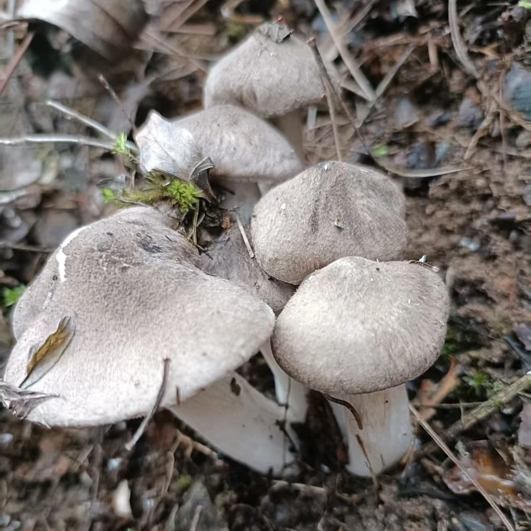 湖南湘西野生新鲜茅草菌冬鸡枞草菇小灰蘑菇棕灰口蘑