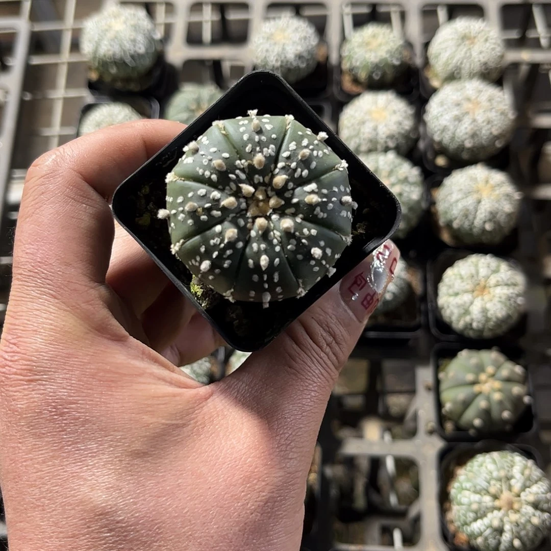 明*。26742一物一拍单头发货