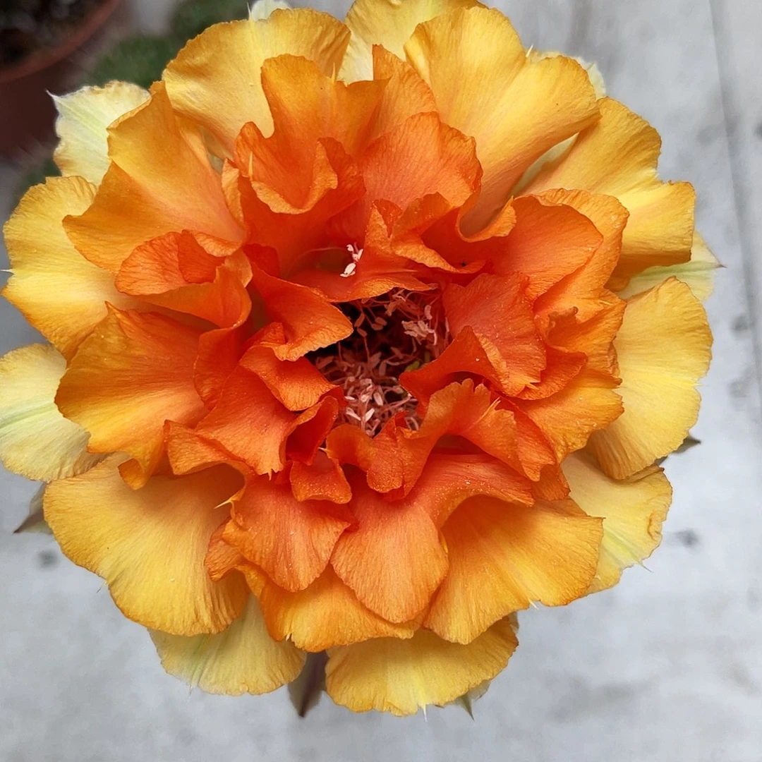 彩草橙花测芽3公分左右