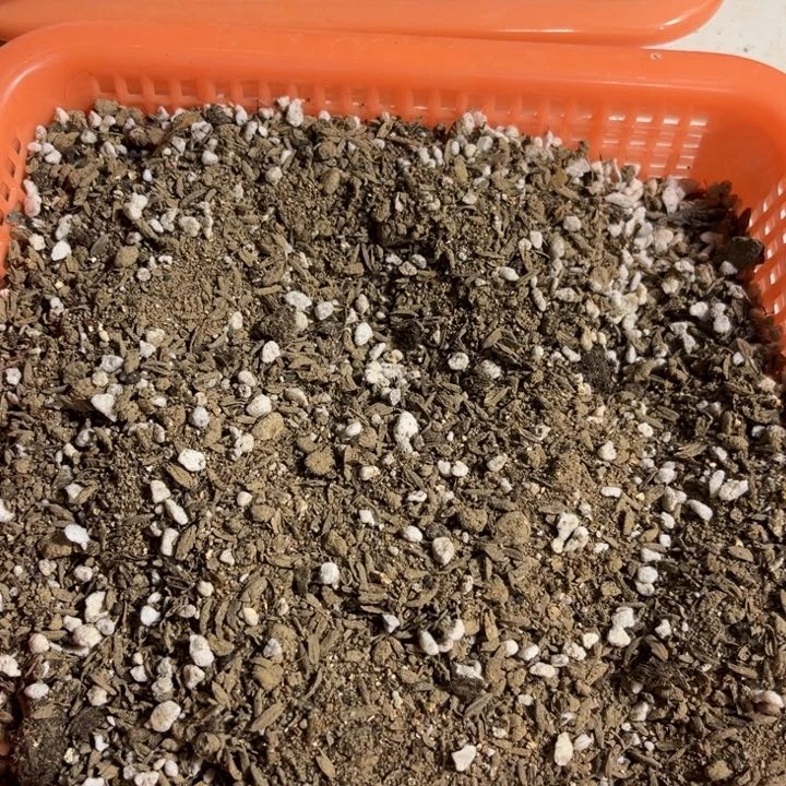 当前无花栽培后可以开花花土五斤