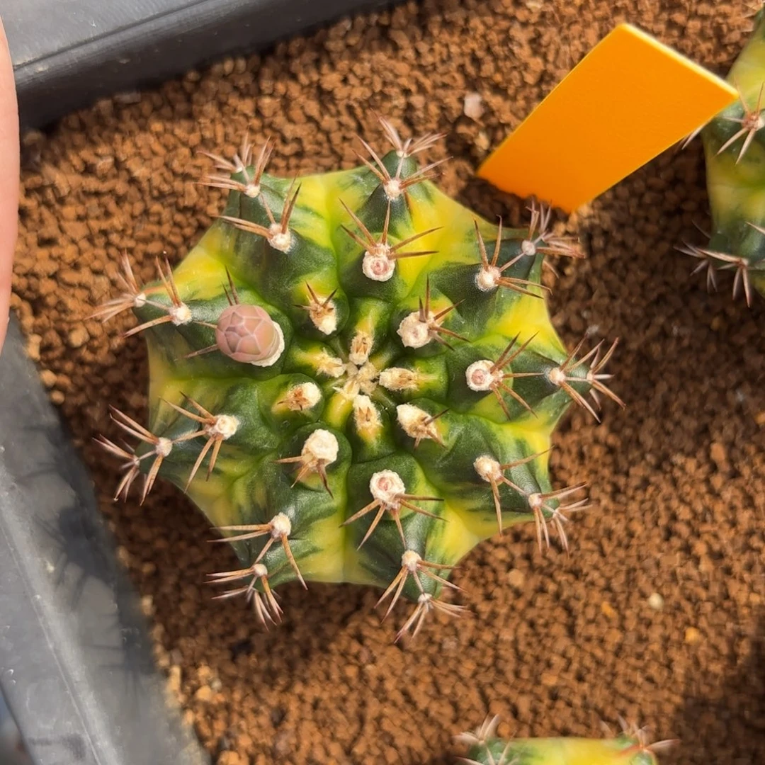 L509-1217泰国发货 松饼