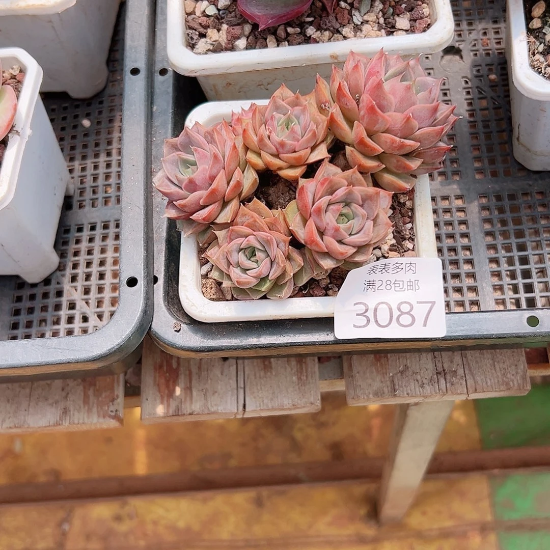 云***朵多肉一物一拍植物3087