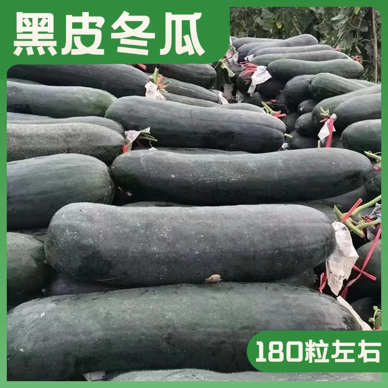 黑皮大冬瓜种子甄选长圆柱形冬瓜种籽特大型高产品种全国春季种植