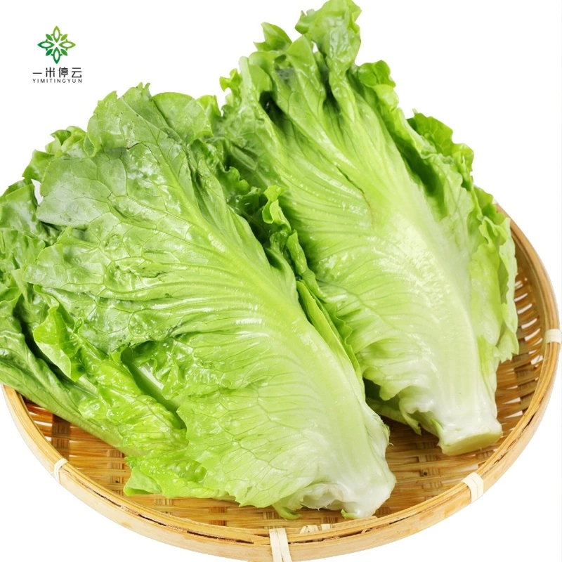 立农维康意大利生菜约300g/份