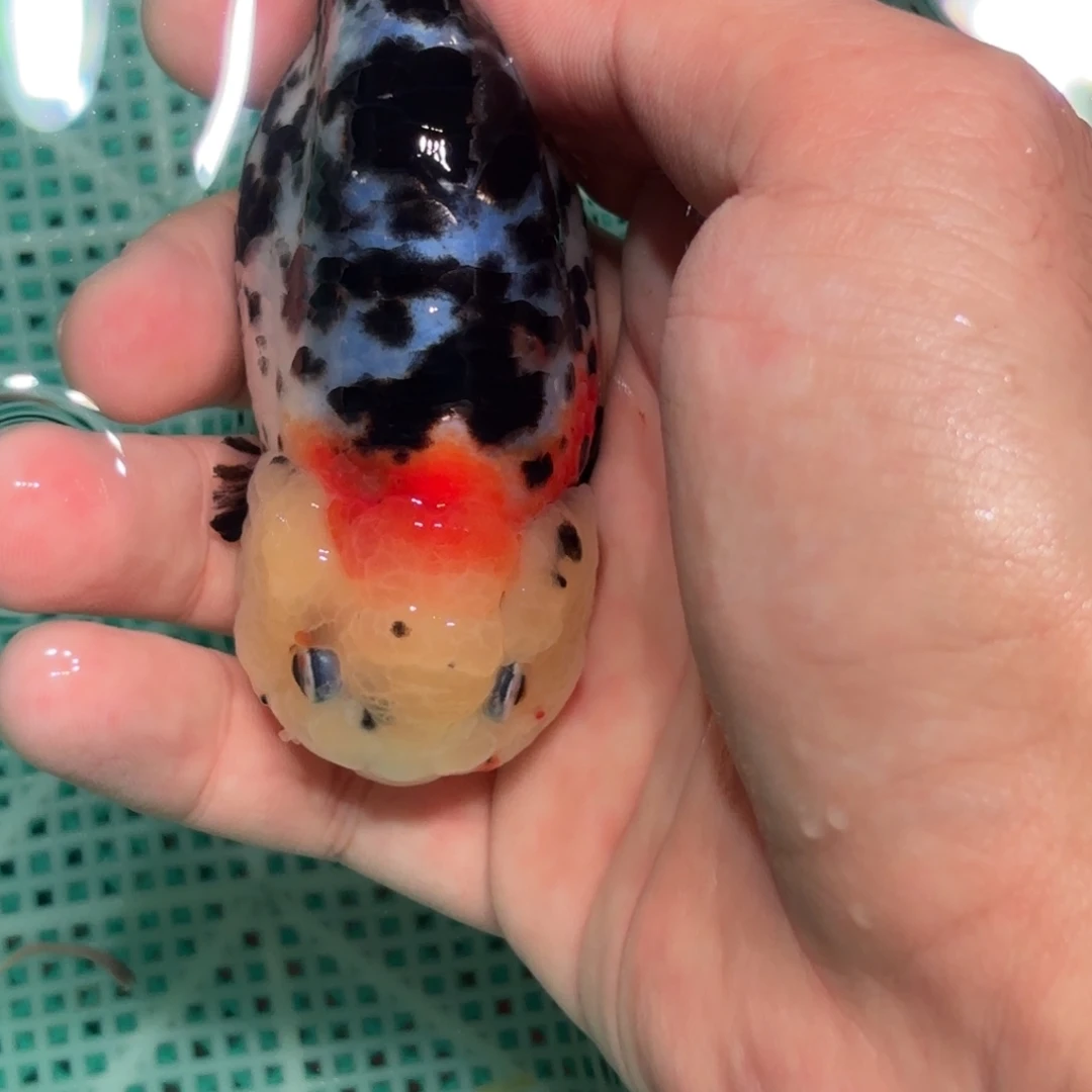 伦***仔金鱼拍包装包邮，没拍包装运费到付