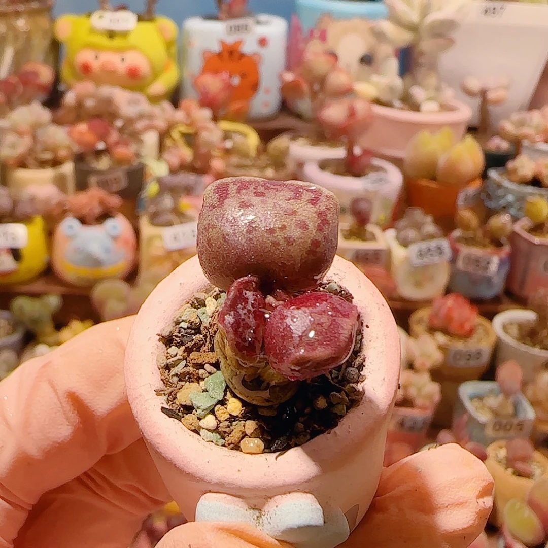 T猫耳海豹盆口2cm