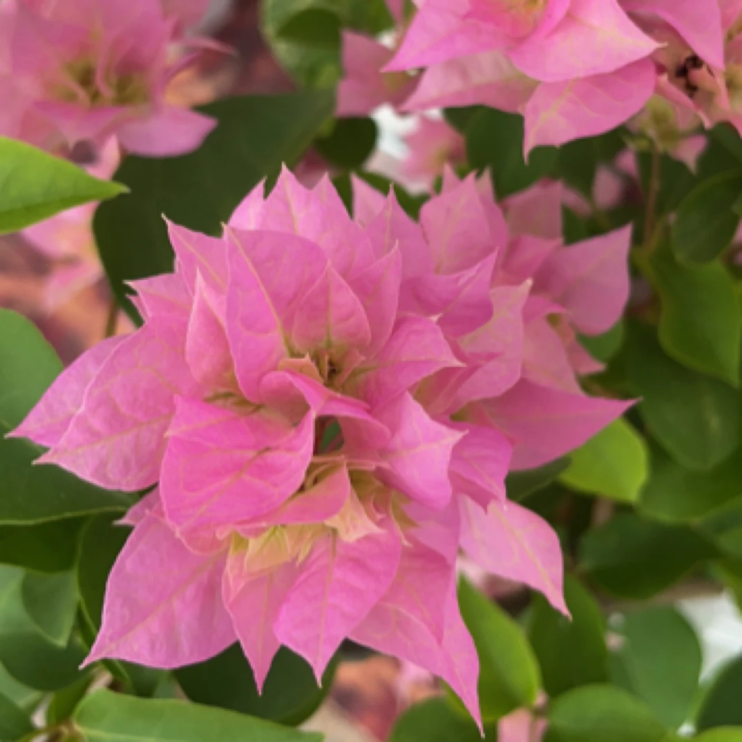 三角梅一物一拍对应价格付款