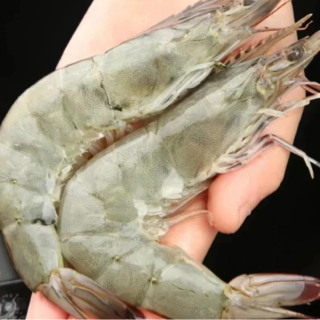 特大号2030海虾活虾速冻整盒发货  10-15只/斤