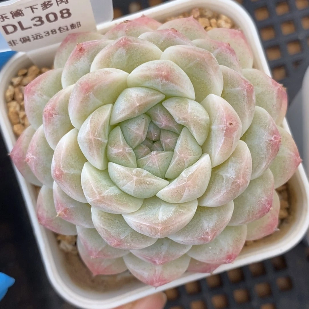 平****?308东篱下多肉植物盆栽