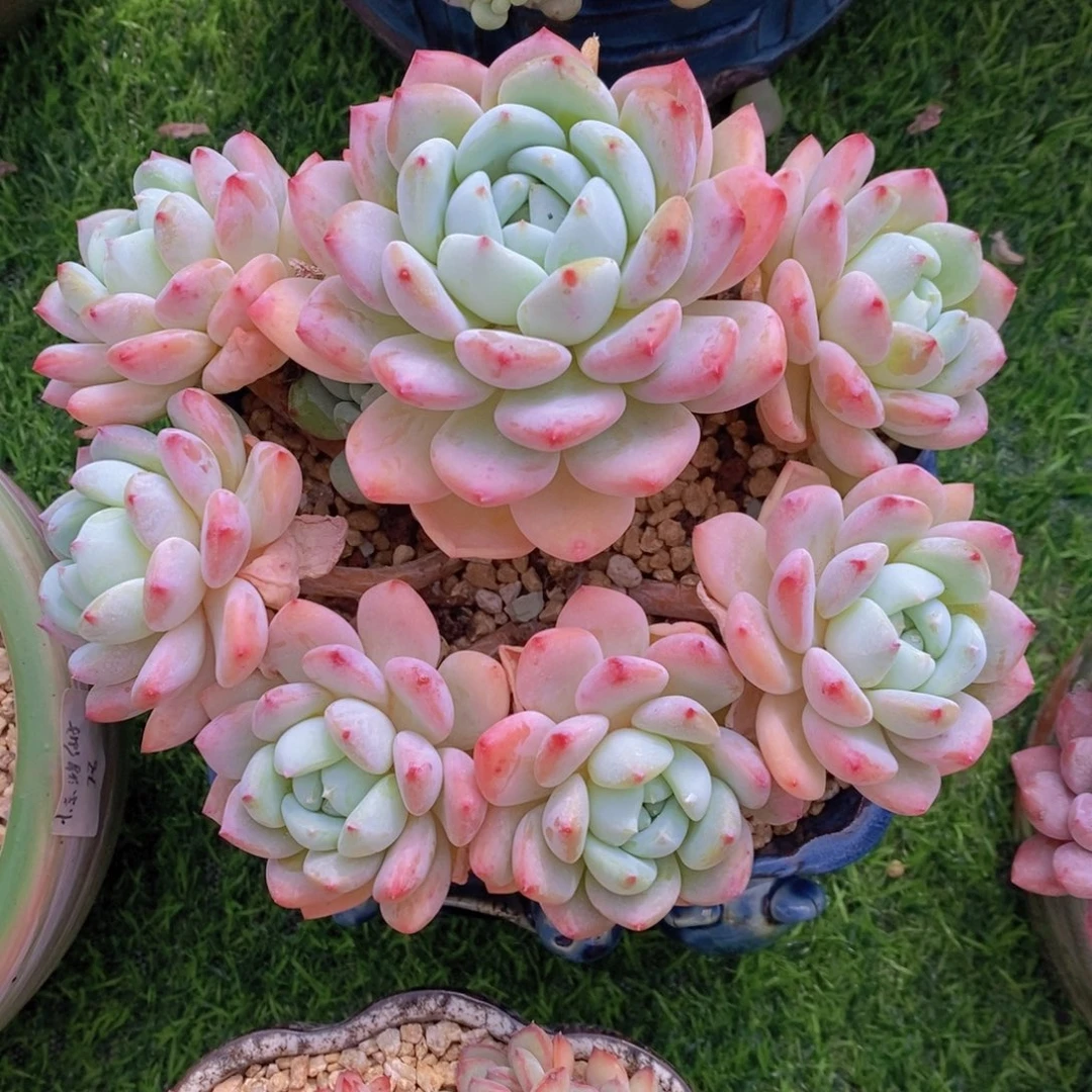 望舒 一物一拍 多肉