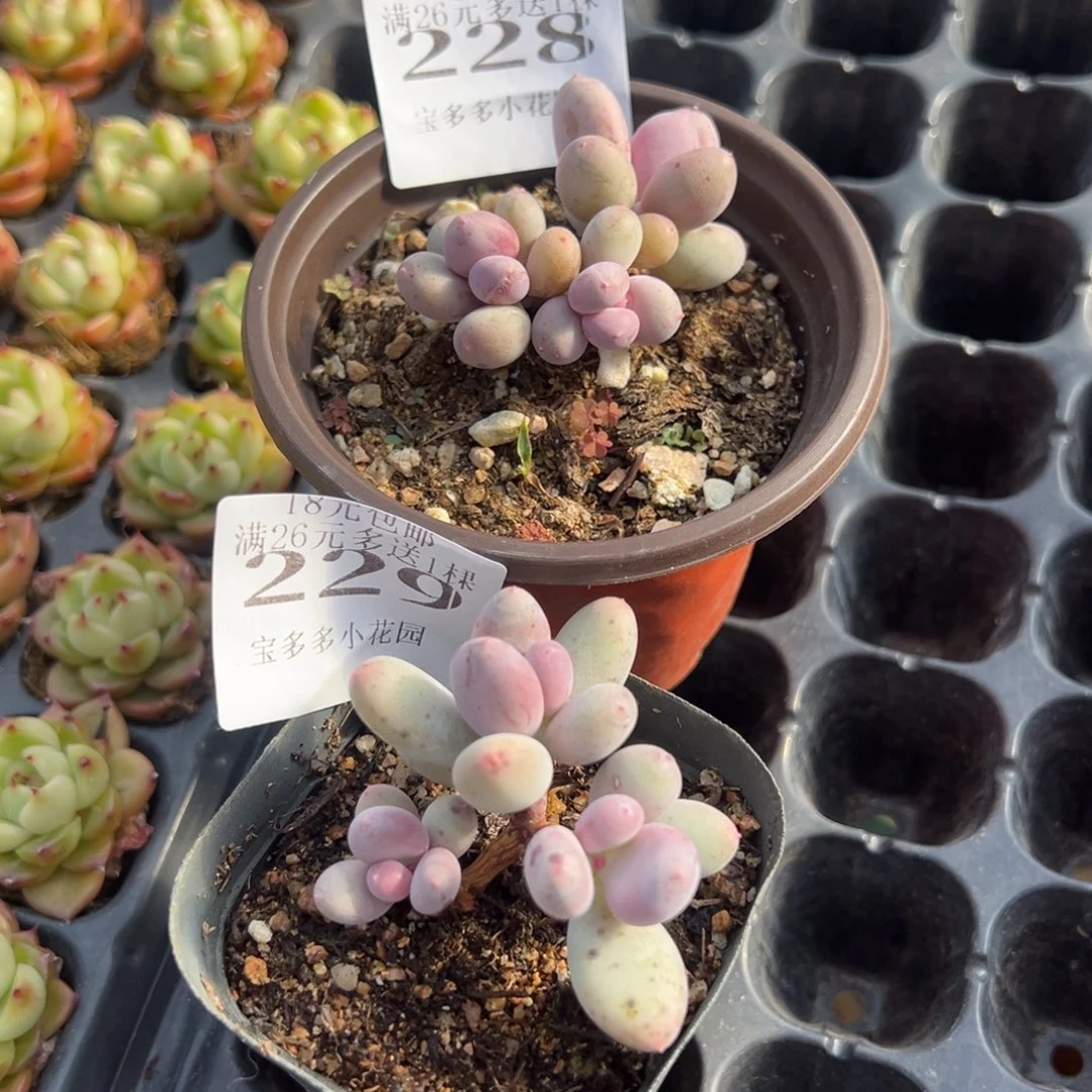 沐***丶彩虹奶三头到手2颗量拍多肉满18元包邮下午发货