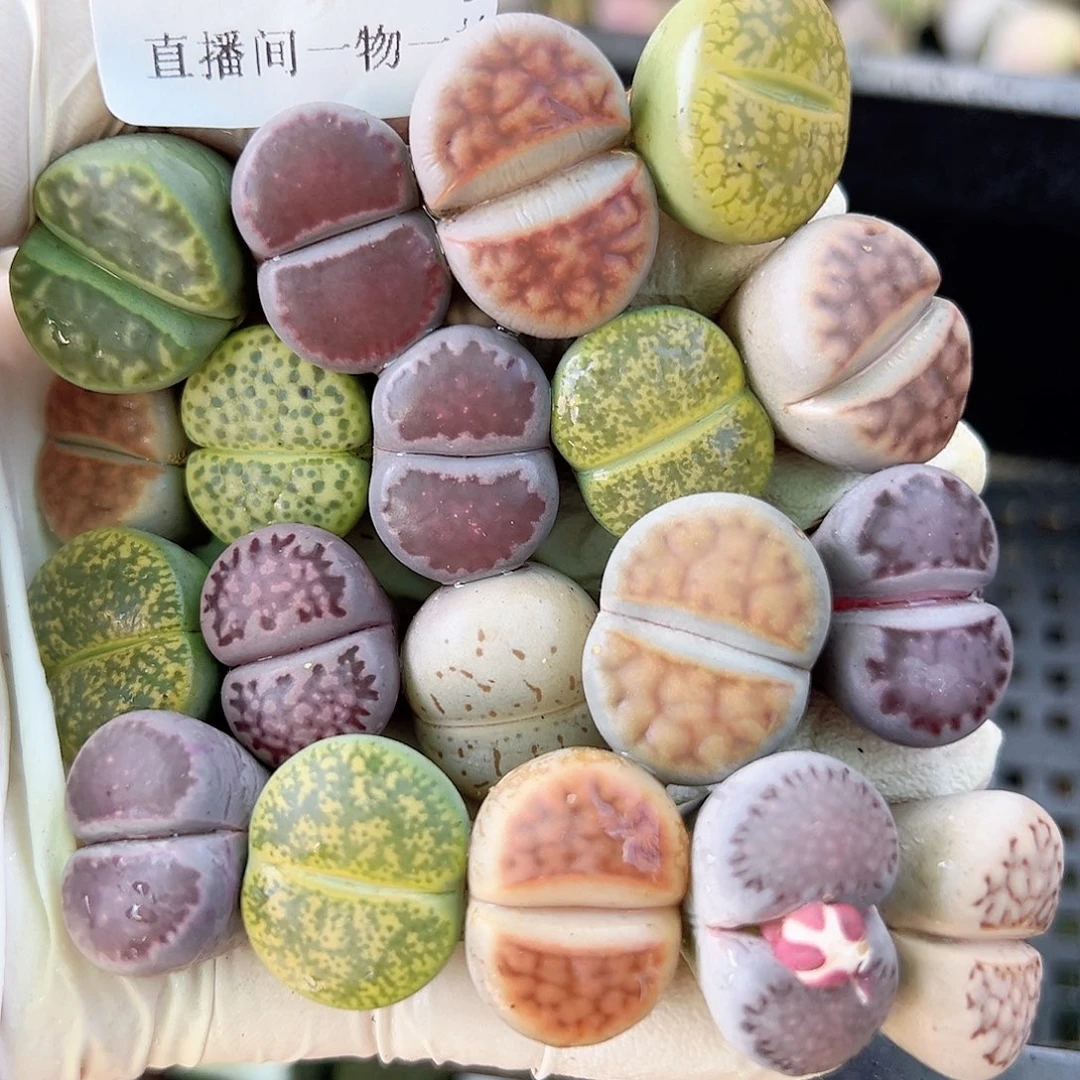 8650 好养易活生石花大母本19个