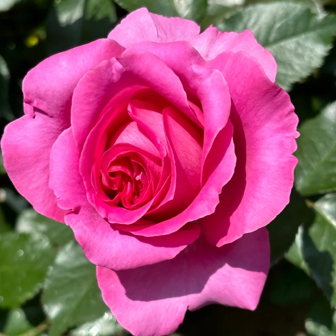 【特拉方特】2加仑根接 大花玫瑰  可盆栽可地栽